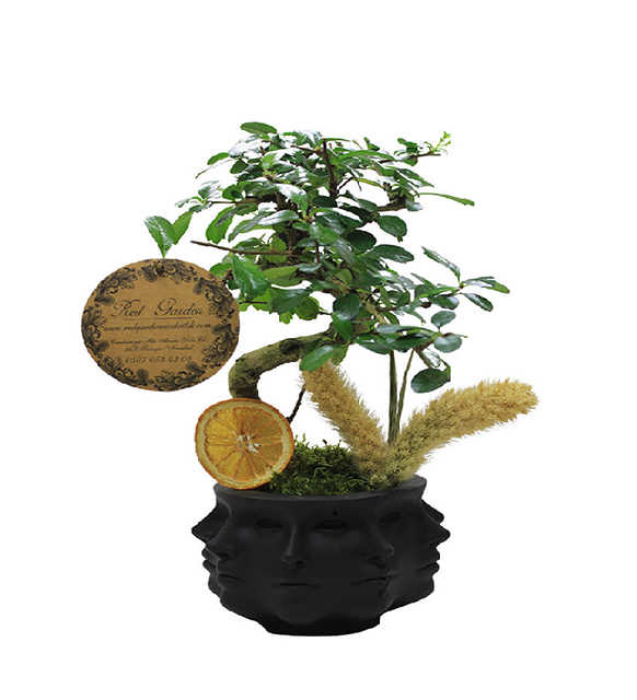 black-faces-bonsai