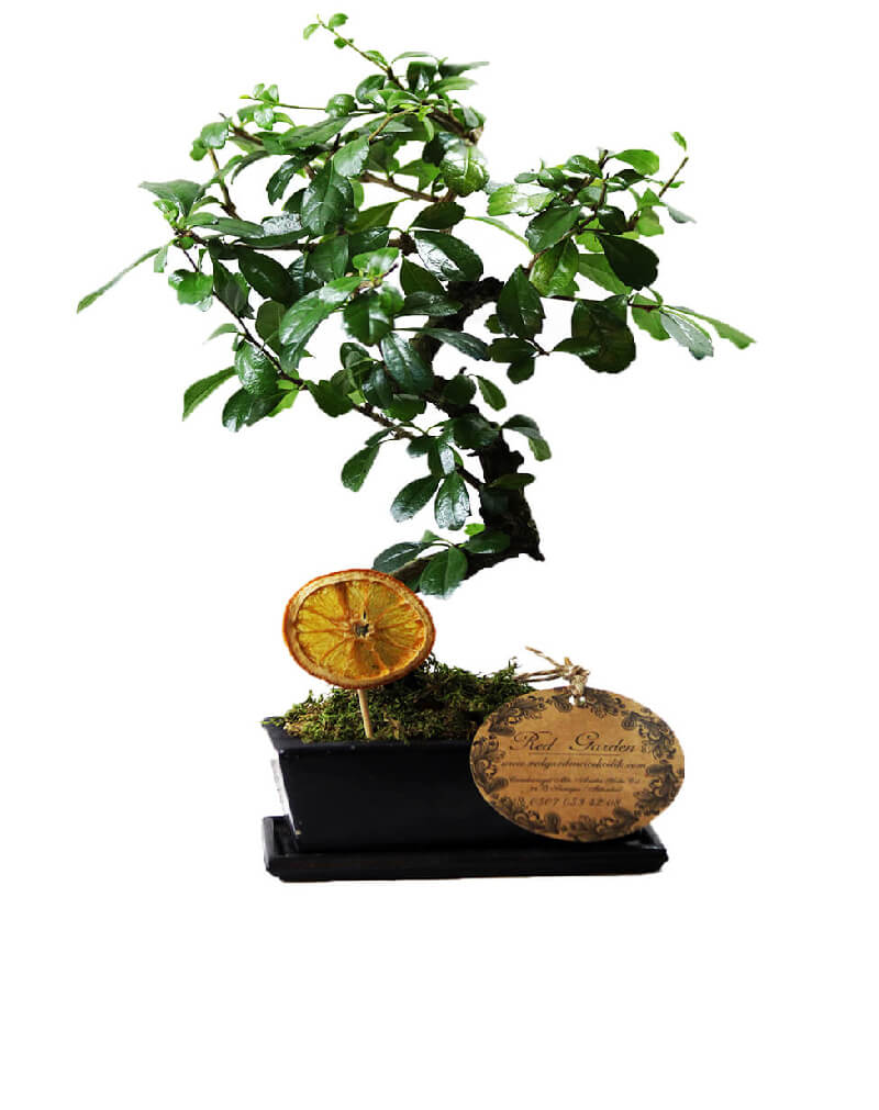 tasarim-bonsai